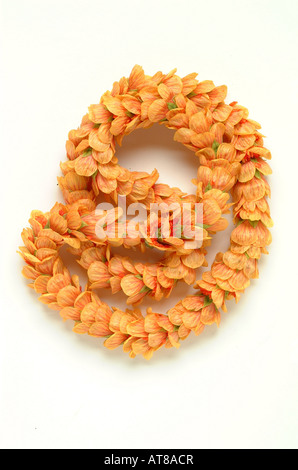 Ilima lei on white background Stock Photo