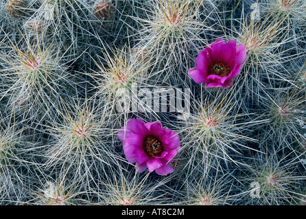 Strawberry Hedgehog Cactus Echinocereus engelmannii blooming Big Bend National Park Texas USA April 2003 Stock Photo