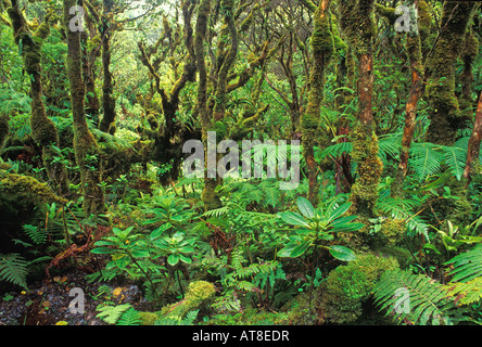 Kamakou Preserve rainforest, Molokai, Hawaii. 98% native species Stock Photo