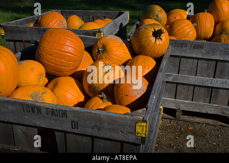 Pumpkins for sale at a farm stand Stock Photo