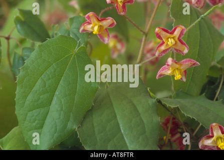 Epimedium x cantabrigiense. (Barrenwort,  Bishop's Mitre) Flowers and leaves. Stock Photo