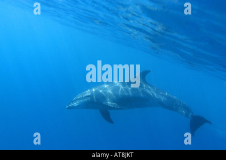 Rough Toothed Dolphin; Steno Bredanensis Stock Photo