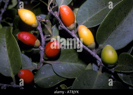 Lama, native Hawaiian persimmon (Diospyros sp.), dry forest food of native Hawaiian Crow Stock Photo