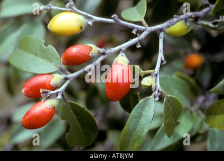 Lama, native Hawaiian persimmon (Diospyros sp.), dry forest food of native Hawaiian Crow Stock Photo