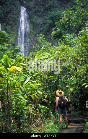 Hiker passes lush greenery on the Pipiwai Trail to Waimoku Falls in the Kipahulu District of Haleakala National Park, Maui Stock Photo