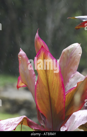 cluster of red ti leaves (cordyline fruticosa) in the gentle rain. The ti or ki plant is sacred to Native Hawaiian culture. Stock Photo