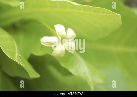 rare & endangered Native Hawaiian Alula plant, (scientific name ...