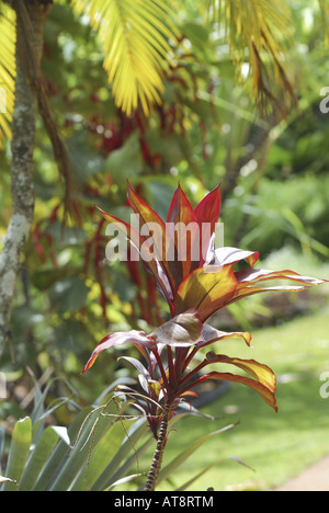 stalk of red ti grows amid other tropical green foliage at McBryde gardens which are part of the 5 National Tropical Botanical Stock Photo