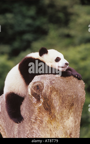 giant panda cub on rock ailuropoda melanoleuca Stock Photo