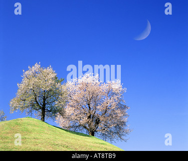 CH - LUCERNE: Cherry Blossoms Stock Photo