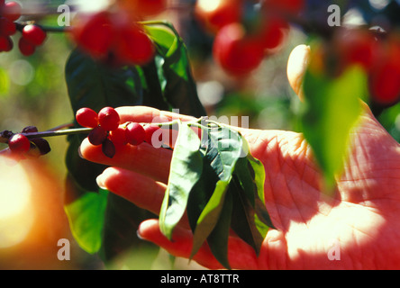 Close up of a womans hand holding kona coffee beans on the tree Stock Photo