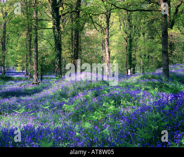 GB - GLOUCESTERSHIRE:  Bluebells at the Royal Forest of Dean Stock Photo