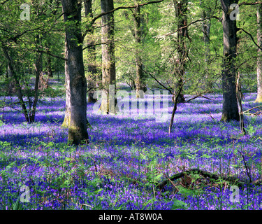 GB - GLOUCESTERSHIRE:  Bluebells at the Royal Forest of Dean Stock Photo