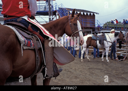 Cowboy on horse and others getting ready for the Omak Stampede and Rodeo Omak Washington USA Stock Photo