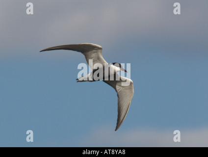 Whiskered tern in flight over lake. Chlidonias hybridus. Feeding Stock Photo