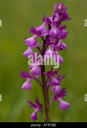 Orchid: close relative of lax flowered orchid. Orchis palustris. Brenne, France Stock Photo