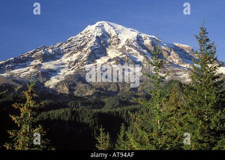 Mount Rainier framed by trees from Rucksecker Point Mount Rainier National Park Lewis County Pierce County WA Stock Photo