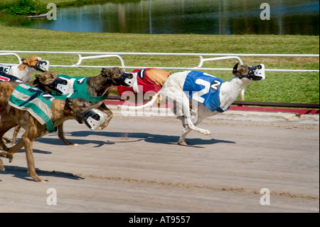 Greyhound Dog Racing Sarasota Florida Stock Photo