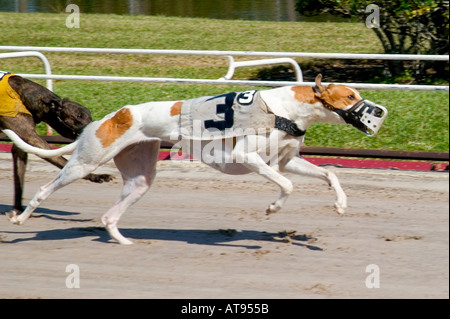 Greyhound Dog Racing Sarasota Florida Stock Photo