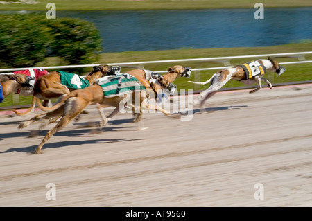 Greyhound Dog Racing Sarasota Florida Stock Photo