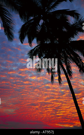 Palm trees are silhouetted against a blue sky filled with small puffy pink clouds at sunset on the Big Island of Hawaii. Stock Photo