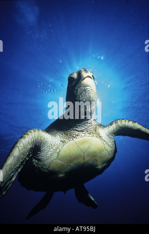 Endangered Hawaiian Green Sea Turtle Stock Photo - Alamy