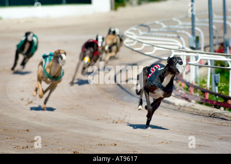 Greyhound Dog Racing Sarasota Florida Stock Photo