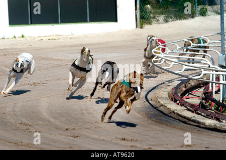 Greyhound Dog Racing Sarasota Florida Stock Photo