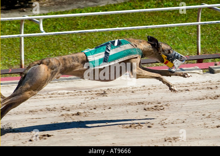 Greyhound Dog Racing Sarasota Florida Stock Photo