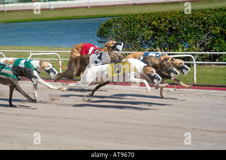 Greyhound Dog Racing Sarasota Florida Stock Photo