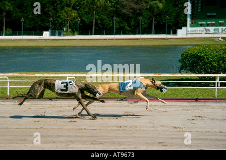 Greyhound Dog Racing Sarasota Florida Stock Photo