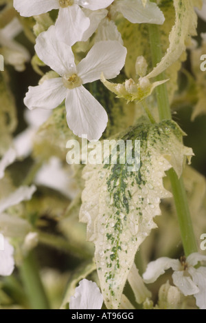 Lunaria annua var. albiflora 'Alba Variegata' (Honesty, Satin flower) Close up of flower and variegated leaf. Stock Photo