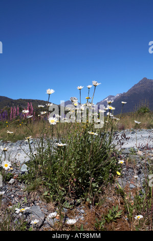 Daisies and lupins with snow capped mountains in the background in Cascade Creek, South Island, New Zealand Stock Photo