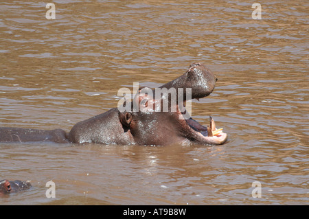 Hippopotamus yawning threat display, Masai Mara National Park, Kenya, East, Africa Stock Photo