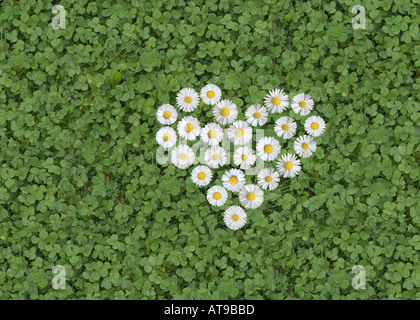 words signs numbers written with daisies bellis perennis Stock Photo