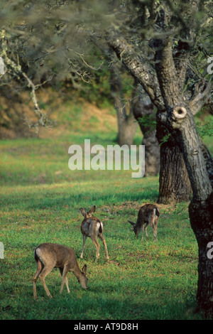 Black tailed Mule deer doe and fawn in early spring Adelaida Road Paso Robles San Luis Obispo County California Stock Photo
