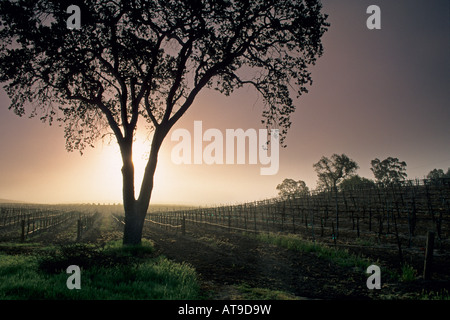Tree at sunrise next to vineyard along Union Road Paso Robles San Luis Obispo County California Stock Photo