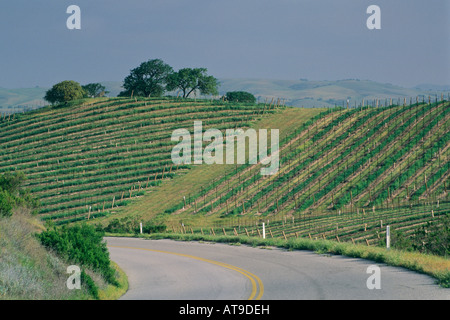 Road below grape vines on hillside vineyard near J Lohr Paso Robles San Luis Obispo County California Stock Photo