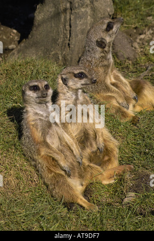 Sunbathing meerkats at Blair Drummond Safari Park enjoy a rare moment of warmth during a Scottish winter Stock Photo