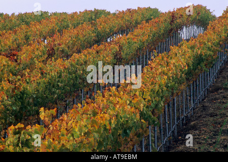 Vineyards in fall Edna Valley San Luis Obispo County California Stock Photo