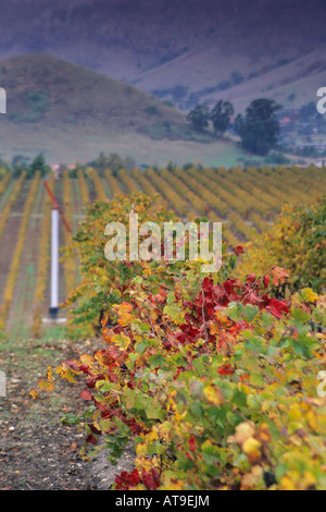 Vineyards in the Edna Valley in fall near San Luis Obispo San Luis Obispo County California Stock Photo