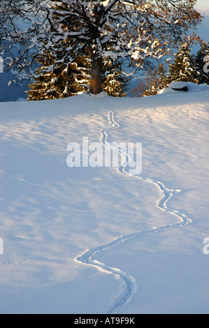 Animal tracks in snow on Gehrihorn above Kandertal Bernese alps Switzerland Stock Photo