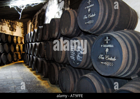 Jerez de la Frontera Sherry Destillerie Domecq wooden barrals in cellar showroom Stock Photo