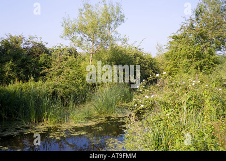 Early summer at the Coombe Hill Canal and Meadows Nature Reserve, Coombe Hill, Gloucestershire Stock Photo