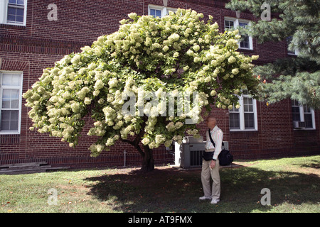 large hydrangea paniculata most likely grandiflora pruned to a large at9fmx