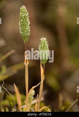 Sand cat's tail (Phleum arenarium) annual grass, close-up Stock Photo