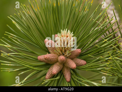 Maritime pine (Pinus pinaster) in flower, close-up Stock Photo