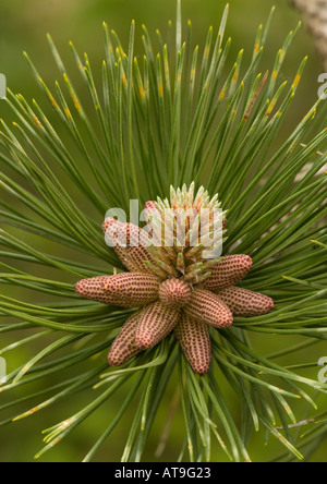 Maritime pine planted on sand dunes and native in SW Europe female flowers. Pinus pinaster Stock Photo