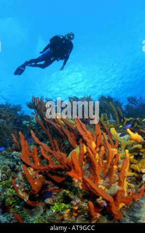Woman diver swimming over coral growth on Tormentos Reef divesite Cozumel Mexico Stock Photo