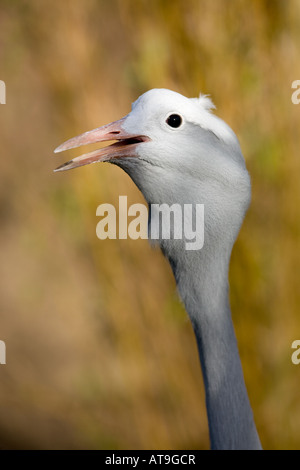 Demoiselle crane head closeup - Anthropoides virgo Stock Photo